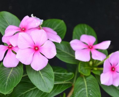 長(zhǎng)春花