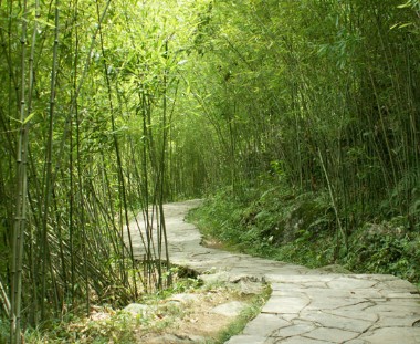 翠竹